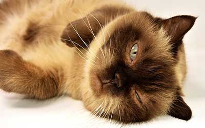 cat laying oon it's back looking straight