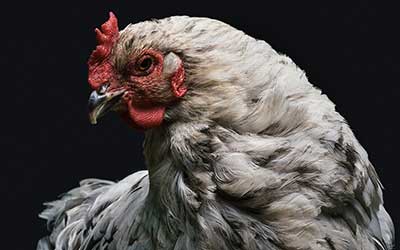 chicken facing left