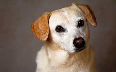 face of a dog on a neutral background