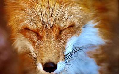 face of a fox with closed eyes