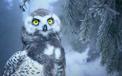 owl looking up in the winter forrest