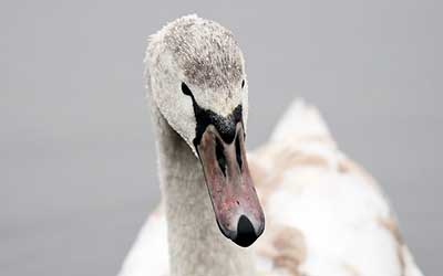 face of a swan looking down on a grey background